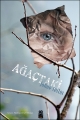Ağaçtaki